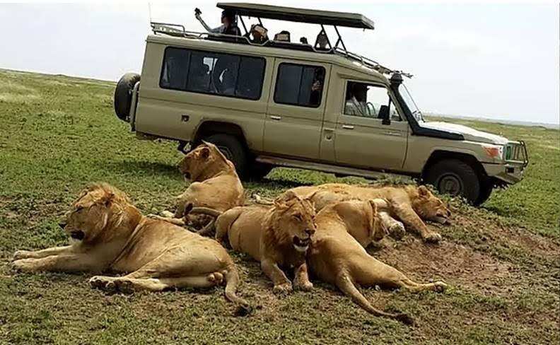 Into Nature safaris